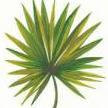 Yucca